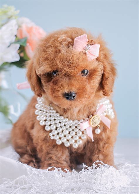 Factors that can affect the price include breeder experience and coat color. . Red toy poodle for sale